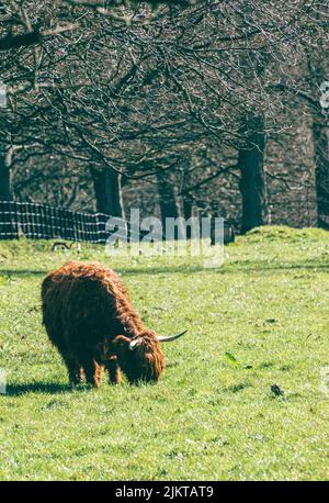 Un primo piano di una soffice mucca scozzese delle Highland che pascola su una fattoria soleggiata Foto Stock