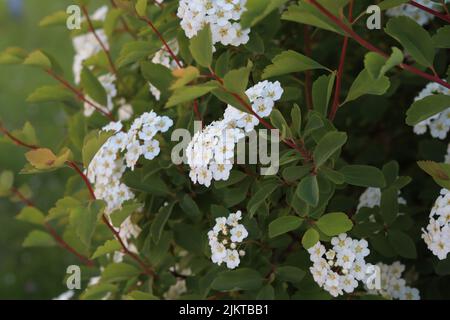 Un primo piano di cespugli di splendidi arbusti di fiori di Spirea in un giardino Foto Stock