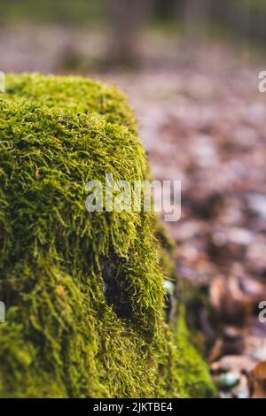Un fuoco poco profondo di roccia di muschio verde erba con foglie d'autunno asciutte sfocate nella foresta Foto Stock
