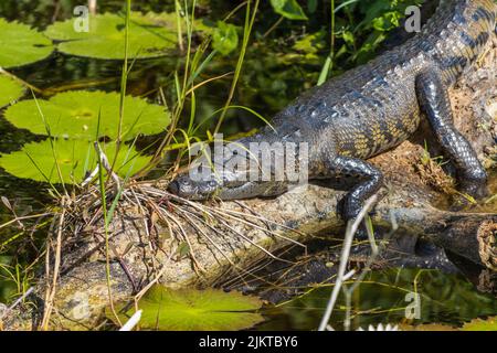 Il coccodrillo di Morelet, conosciuto anche come il coccodrillo messicano o il coccodrillo Belize che dorme su un tronco su una palude Foto Stock