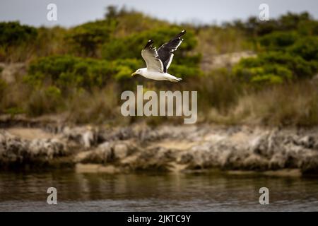 Un gabbiano che sorvola il mare nella costa di Victoria, Australia Foto Stock