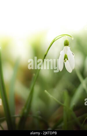 Una macro foto di una piccola nevicata. Foto Stock