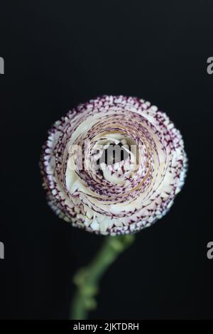 Lo scatto verticale di un bicchierino o Ranunculus viola bianco isolato su uno sfondo nero Foto Stock