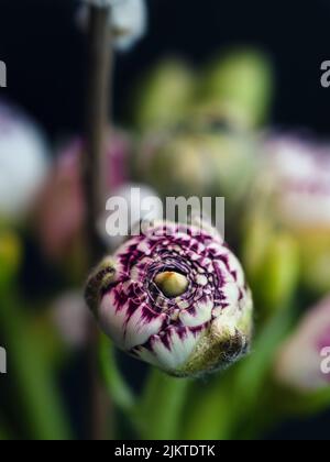 Lo scatto verticale di un piccolo Buttercup o Ranunculus con motivo viola bianco isolato su uno sfondo nero Foto Stock
