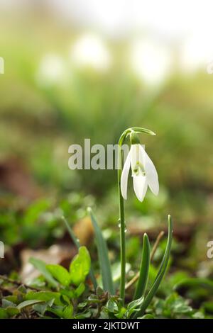 Una macro foto di una piccola nevicata. Foto Stock