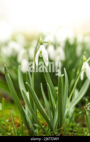 Una macro foto di una piccola nevicata. Foto Stock