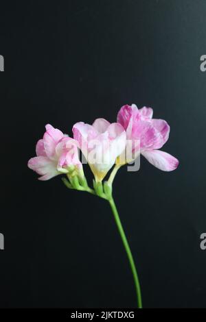 Il primo piano verticale di Freesia isolato su uno sfondo nero Foto Stock