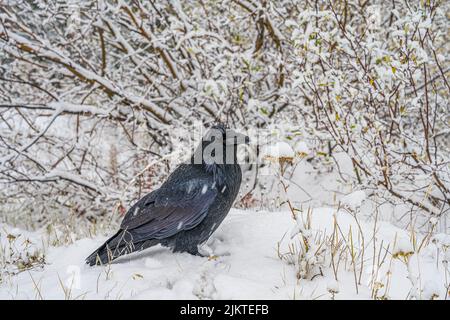 Un primo piano del corvo in inverno. Natura canadese. Foto Stock