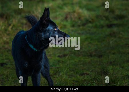 UN CANE SHEPARD NERO CON UN BELLISSIMO OCCHIO DI COLORE ARANCIONE CHE INDOSSA UN COLLARE VERDE RIVOLTO A DESTRA NELLA CORNICE CON UNO SFONDO VERDE SFOCATO Foto Stock