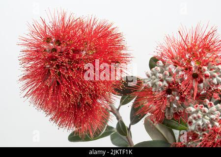 Vivaci fiori rossi dell'albero di Pohutakawa, fiorito d'estate in Nuova Zelanda. Un membro della famiglia del mirto i fiori forniscono il nettare per gli uccelli e gli insetti. Foto Stock