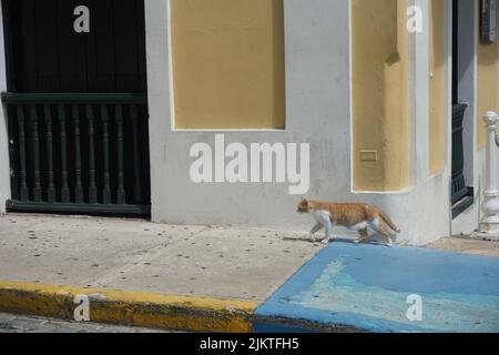 Un gatto bianco e arancione che cammina su un marciapiede blu accanto a un edificio giallo e bianco a Puerto Rico Foto Stock