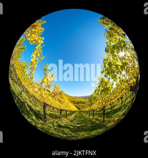 Vigneto nei colori autunnali e retro illuminato con lenti fish-eye Foto Stock