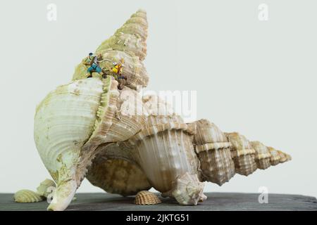 due arrampicatori su una gigantesca conchiglia di lumaca di mare, sfondo bianco, Foto Stock