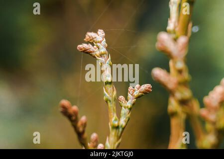 Un colpo verticale di gemme sul ramo di un albero con una ragnatela Foto Stock