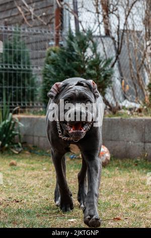 Uno scatto verticale di un bel cane cane cane cane cane cane cane corso che cammina con un mouse aperto sull'erba Foto Stock