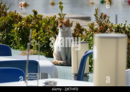 un colpo di gatto bianco seduto sul tavolo Foto Stock