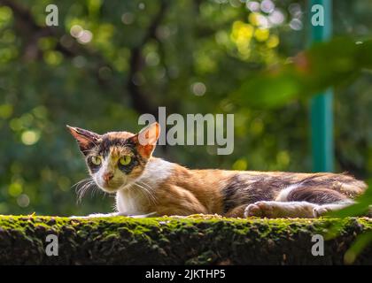 Un gatto che poggia su un muro dopo il cibo Foto Stock