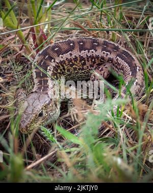 Un colpo verticale di una lucertola di sabbia sull'erba nel suo habitat naturale Foto Stock