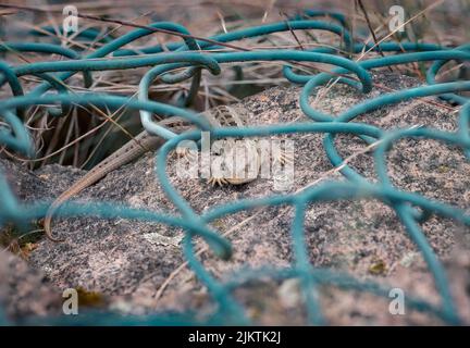 Una lucertola sul terreno sotto il filo spinato nel suo habitat naturale Foto Stock