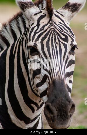 Un primo piano verticale del volto di una zebra che guarda la fotocamera Foto Stock