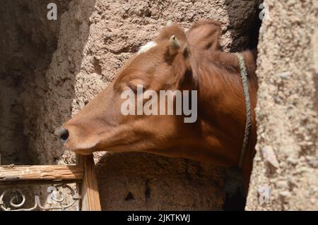 Un primo piano ritratto di una testa di una mucca di vitello marrone con parete ruvida soleggiato sullo sfondo Foto Stock