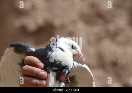 Un primo piano di una mano che tiene una razza di Pigeon Donek in una giornata di sole con sfondo sfocato Foto Stock