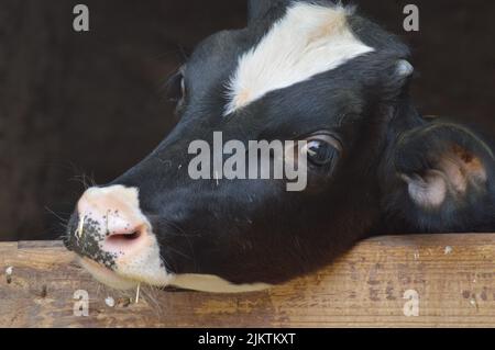 Primo piano di un ritratto di testa di un bovino frisiano di Holstein su una recinzione di legno Foto Stock