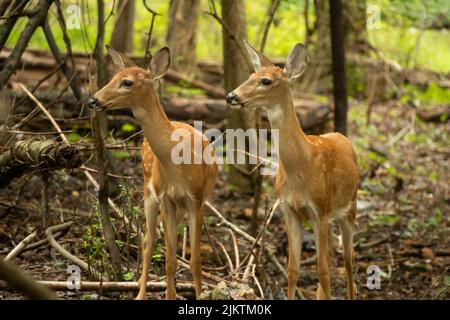 Una bella foto di due cervi dalla coda bianca nel terreno forestale con alberi Foto Stock