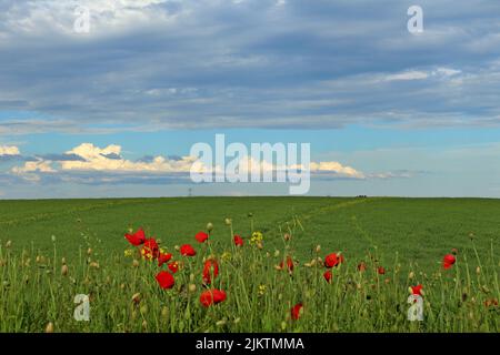 Una vista panoramica di un verde campo di papaveri rossi sotto un cielo nuvoloso blu in una giornata di sole Foto Stock