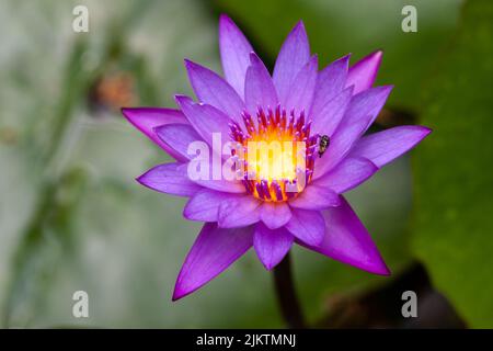Un primo piano di un fiore di loto con ape miele su uno sfondo sfocato Foto Stock