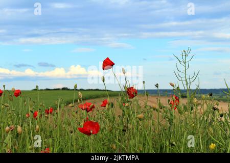 Una vista panoramica di un verde campo di papaveri rossi sotto un cielo nuvoloso blu in una giornata di sole Foto Stock