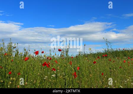 Una vista panoramica di un verde campo di papaveri rossi sotto un cielo nuvoloso blu in una giornata di sole Foto Stock