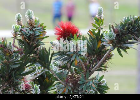 Un primo piano di un cespuglio di zucchero comune (Protea caffra) con fiori rosa in un parco Foto Stock