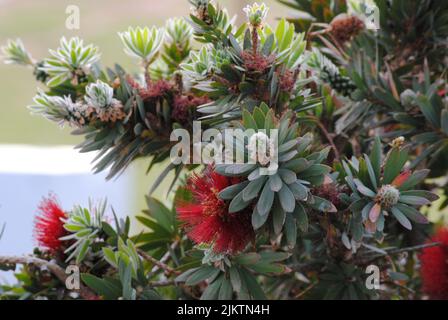 Un primo piano di un cespuglio di zucchero comune (Protea caffra) con fiori rosa in un parco Foto Stock