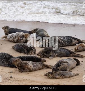Un colpo verticale di una colonia di foche grigie (grypus di Halichoerus) che si deposita sulla sabbia Foto Stock