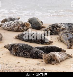 Un colpo verticale di una colonia di foche grigie (grypus di Halichoerus) che si deposita sulla sabbia Foto Stock