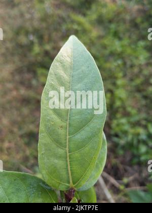 Ficus racemosa, il fico a grappolo, fico rosso di fiume o gulare, è una specie di pianta della famiglia Moraceae. È originaria dell'Australia e dell'Asia tropicale Foto Stock