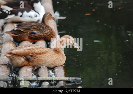 Un primo piano delle anatre che poggiano sulla zattera di legno. Foto Stock