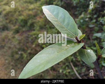 Ficus racemosa, il fico a grappolo, fico rosso di fiume o gulare, è una specie di pianta della famiglia Moraceae. È originaria dell'Australia e dell'Asia tropicale Foto Stock