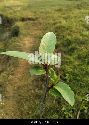 Ficus racemosa, il fico a grappolo, fico rosso di fiume o gulare, è una specie di pianta della famiglia Moraceae. È originaria dell'Australia e dell'Asia tropicale Foto Stock