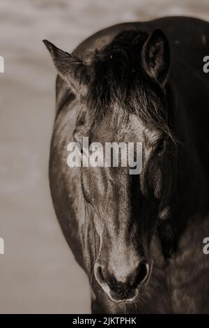 Primo piano verticale di un cavallo nero. Vista frontale. Foto Stock
