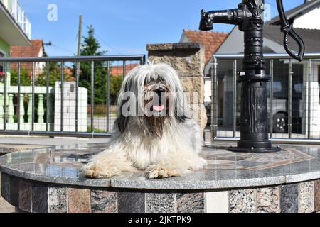 Un Terrier tibetano sdraiato su una piattaforma piastrellata sotto un rubinetto nero Foto Stock