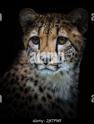 Un primo piano verticale di un bambino Cheetah su uno sfondo nero Foto Stock