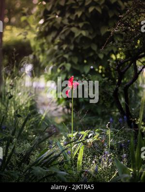 Un primo piano verticale di un tulipano rosso che cresce nel giardino. Foto Stock