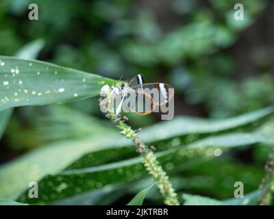 Un primo piano di una farfalla Glasswing seduta su una pianta su uno sfondo sfocato di foglie Foto Stock