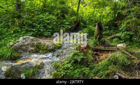 Wilder Bach im Zauberwald bei Ramsau Foto Stock