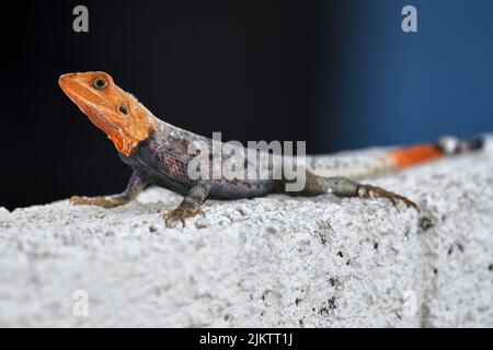 Un primo piano di un maschio Namib rock agama lucertola su una roccia Foto Stock