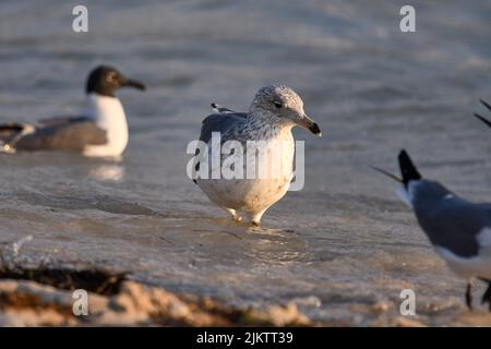 Un primo piano di un gabbiano giovanile in acqua con altri due gabbiani da sinistra e da destra Foto Stock