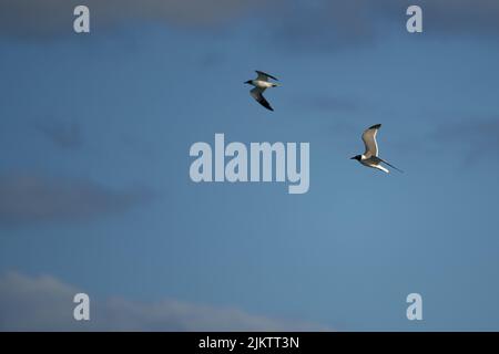 Un primo piano di gabbiani bianchi e neri che volano in un cielo blu Foto Stock