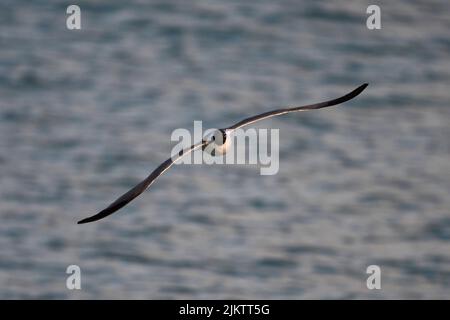Un primo piano di un gabbiano a testa nera in volo su una superficie d'acqua Foto Stock